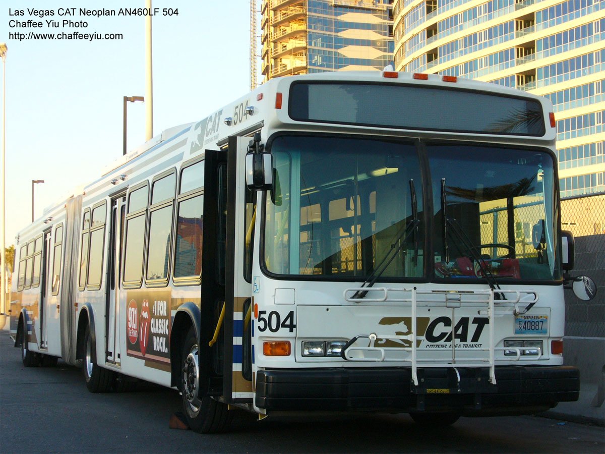 cat504.jpg